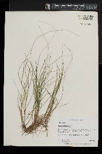 Carex trisperma image