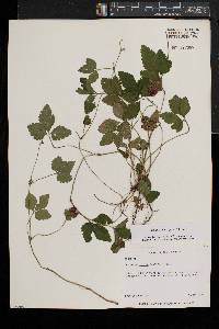 Potentilla indica image