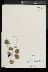 Parnassia glauca image