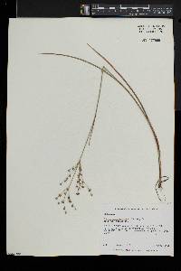 Juncus brevicaudatus image