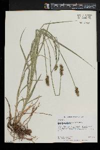 Carex laevivaginata image