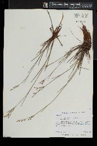 Juncus brevicaudatus image