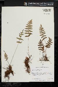 Thelypteris palustris var. pubescens image