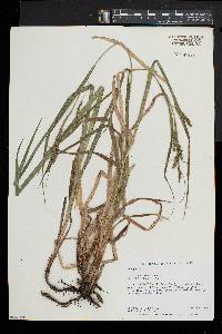 Carex scabrata image