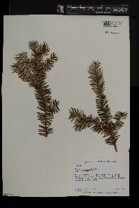 Taxus canadensis image