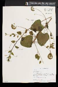 Smilax herbacea image