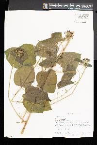 Smilax herbacea image