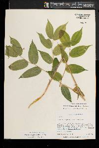 Prosartes lanuginosa image