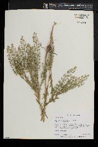 Lepidium campestre image