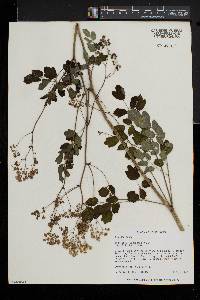 Thalictrum pubescens image