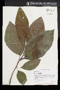 Magnolia acuminata image