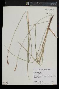 Carex prairea image