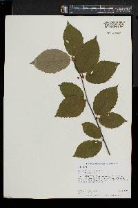 Betula alleghaniensis image