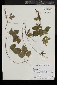 Rubus pubescens image