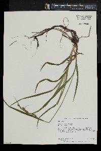 Carex scabrata image