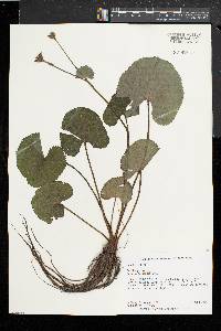 Caltha palustris image