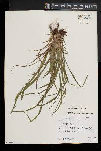 Carex leptonervia image