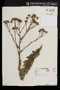 Senecio glastifolius image