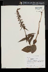 Epipactis helleborine image