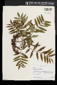 Sorbus americana image