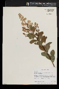 Spiraea alba var. latifolia image