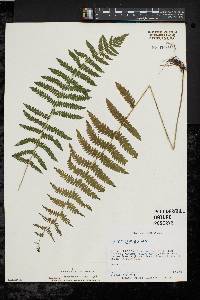 Thelypteris palustris var. pubescens image