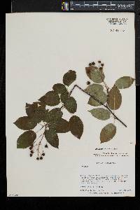 Amelanchier laevis image