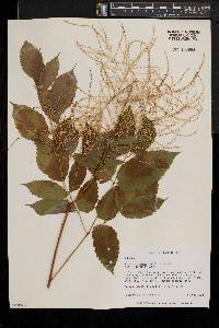 Aruncus dioicus image