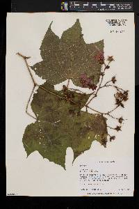 Rubus odoratus image