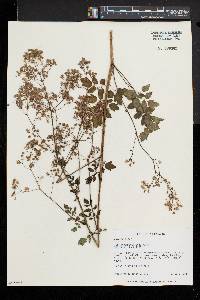 Thalictrum pubescens image