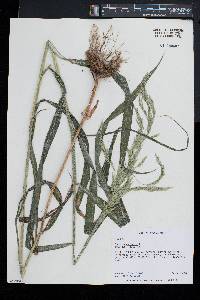 Cinna arundinacea image