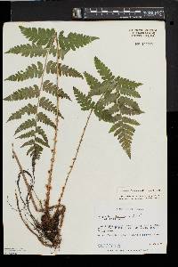 Dryopteris clintoniana image