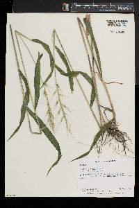 Elymus hystrix image