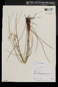 Juncus pylaei image