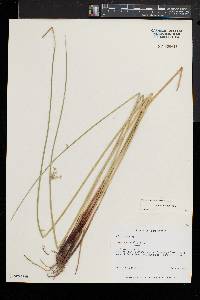 Juncus pylaei image