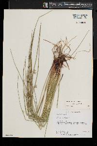 Juncus pylaei image