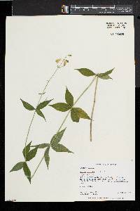 Silene stellata image