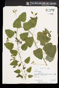 Smilax herbacea image