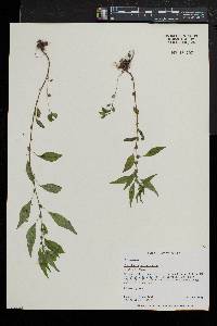 Parietaria pensylvanica image