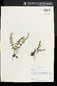 Woodsia ilvensis image