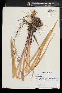 Iris versicolor image