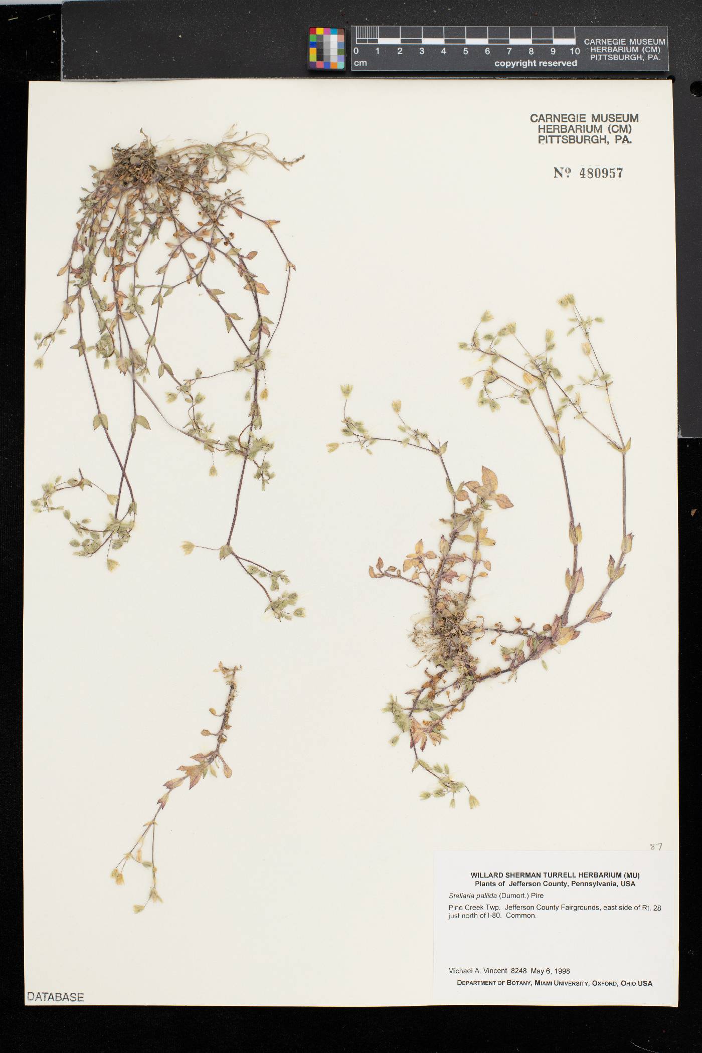 Stellaria pallida image