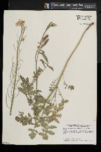 Coincya monensis subsp. recurvata image