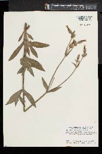 Silene latifolia image