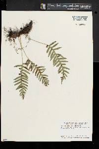 Polypodium appalachianum image