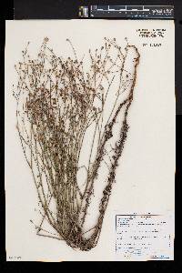 Wahlenbergia undulata image