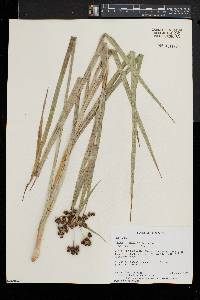 Scirpus georgianus image