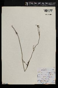 Kohautia amatymbica image