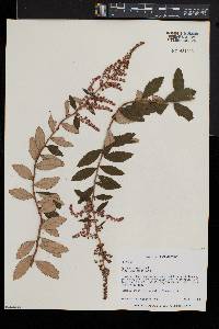 Spiraea tomentosa image