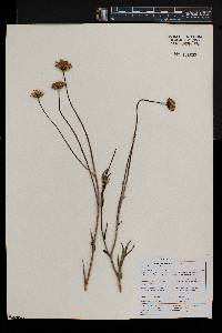 Afroaster serrulatus image